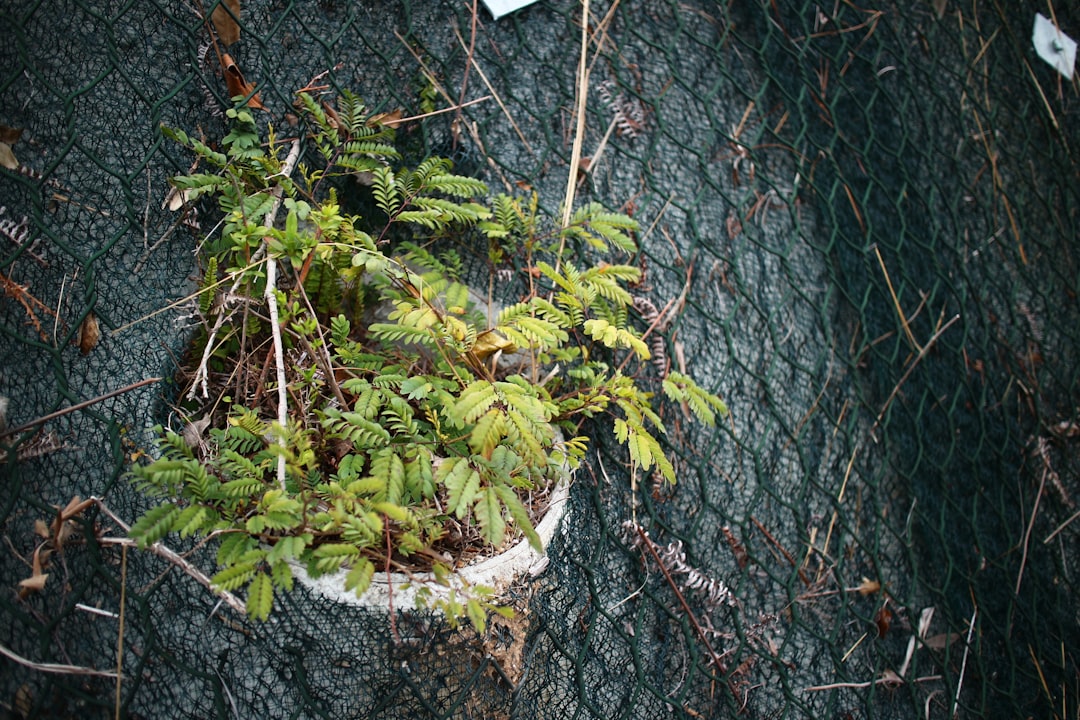 Photo Sprouting plant