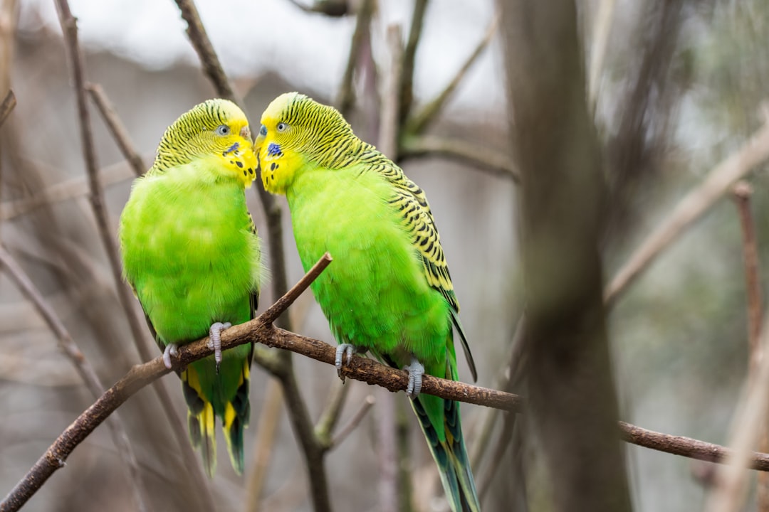 Photo Colorful animals